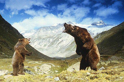 Medvěd HD (movie) / The Bear (1988)